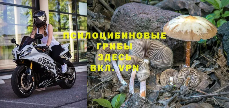 цена наркотик  Бийск  Галлюциногенные грибы Psilocybe 